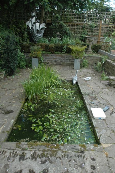 Rectangular pond Rectangular Pond, Preformed Pond, Small Courtyard, Pond Water Features, Small Courtyards, Water Gardens, Garden Water, Beautiful Water, Water Features In The Garden