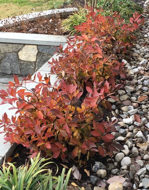 Virginia Sweetspire – A Close Look at a Native Shrub – Edgings Garden Research and Design Virginia Sweetspire, Itea Virginica, Tall Ornamental Grasses, Edging Plants, Virginia Creeper, Fall Landscape, Missouri Botanical Garden, Foundation Planting, Pond Plants