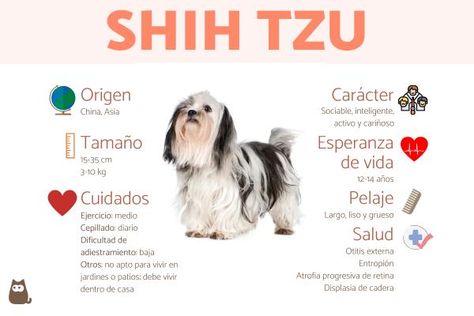 Shih tzu: descubre cómo es este animal, sus características físicas, carácter, comportamiento, etc. El shih tzu es una de las razas de perros de compañía más sociables y juguetones. Eso... Perro Shih Tzu, Shih Tzu Dog, Shih Tzus, Shih Tzu, I Hope, Dogs, Animals