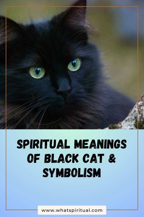 10 Spiritual Meanings of Black Cat & Symbolism 2 Black Cat Meaning, Cat Symbolism, Aura Colors Meaning, Cat Spirit, Mean Cat, Spiritual Symbols, Mystical World, Color Meanings, Aura Colors