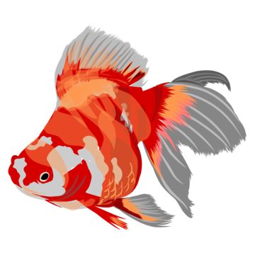 Goldfish, Fresh Water, Red, Quick Saves