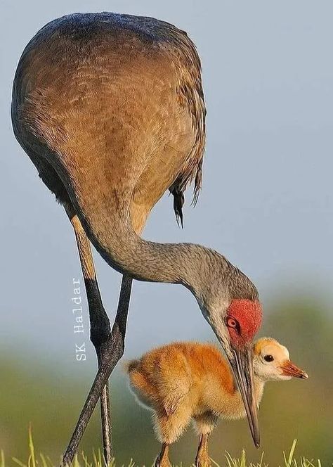 Sarus Crane, Animal Hugs, Sandhill Cranes, Sandhill Crane, World Birds, Kinds Of Birds, Large Abstract Painting, All Birds, Big Bird