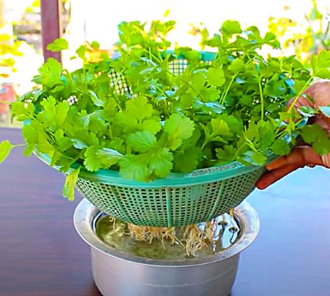 Grow coriander cilantro in a colander at home Grow Cilantro In Water, Cilantro In Water, Grow Cilantro Indoors, How To Grow Cilantro, Growing Coriander, Grow Cilantro, Coriander Recipes, Garden Tricks, Cilantro Seeds