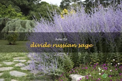 Splitting Up: A Guide To Dividing Your Russian Sage Plants Transplanting Russian Sage, Sage Plants, Sage Herb, Russian Sage, How To Split, Sage Plant, Garden Display, Garden Solutions, Landscaping Ideas