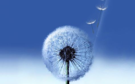 Samsung Galaxy S3 HD, white dandelion #samsung galaxy s3 #2K #wallpaper #hdwallpaper #desktop Galaxy S3 Wallpaper, Dandelion Wallpaper, Phone Accessories Diy, Galaxy Core, Wallpaper Samsung, Samsung S3, White Dandelion, Download Wallpaper Hd, Spiral Galaxy