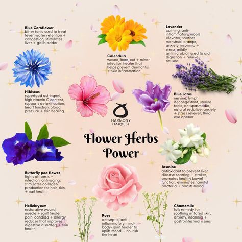 Medicinal Flowers, Boosting Immunity, Healing Flowers, Food Foraging, Wild Food Foraging, Bloom Flowers, Ayurvedic Healing, Witch Garden, Kitchen Witchery