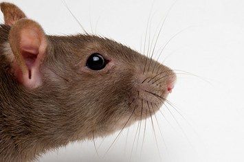 A Man Allegedly Found A Rat’s Head In His Chili While Eating At Golden Corral Rat Head, Norway Rat, Brown Rat, Nutcracker Costumes, Dog Portraits Art, Fancy Rat, Animal Study, Cute Rats, Pet Mice