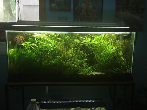 20 Gallon Planted Aquarium, Betta Sorority, 75 Gallon Planted Aquarium, 300 Gallon Aquarium, Heavily Planted Aquarium, Planted Betta Tank, 40 Gallon Aquarium, 20 Gallon Long Aquarium, Aqua Scaping