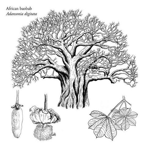 Draw Leaves, Crayons Pastel, Flora Pattern, Baobab Tree, Landscape Tattoo, Cloud Canvas, Magical Tree, Afrique Art, Acacia Tree