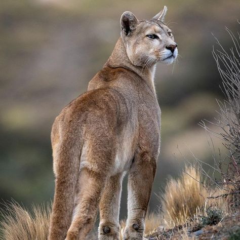 Gorgeous Cats, Mountain Lion, Pretty Animals, Wildlife Art, From Instagram, Big Cats, Beautiful Creatures, Wild Cats, Animals Beautiful