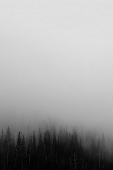 Foggy Trees Foggy Forest, Misty Forest, Gray Aesthetic, Six Feet Under, Dark Photography, Iphone Photography, Dark Forest, White Aesthetic, Black Aesthetic