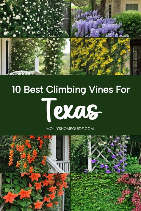 Enhance your garden with the best climbing vines for Texas. Discover fast-growing and ornamental trellis plants suitable for your specific Texan climate. Beautify your outdoor space with stunning Carolina Jessamine or other climbing flower vines that thrive in Texas. Whether creating a vertical garden or adding greenery to containers, these climbing plants are perfect for pots. Explore a variety of Texas vines to elevate your garden design and enjoy the beauty of nature in bloom all around you! Climbing Plants Ideas, Vining Plants Outdoor Trellis, Carolina Jessamine, Climbing Plants Trellis, Garden Railings, Texas Garden, Jasmine Vine, Vine Trellis, Flower Vines