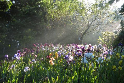 Pretty Flower Field, Iris Field, Tall Bearded Iris, Fields Of Gold, Iris Garden, Iris Flower, Garden Images, Bearded Iris, Pretty Flower