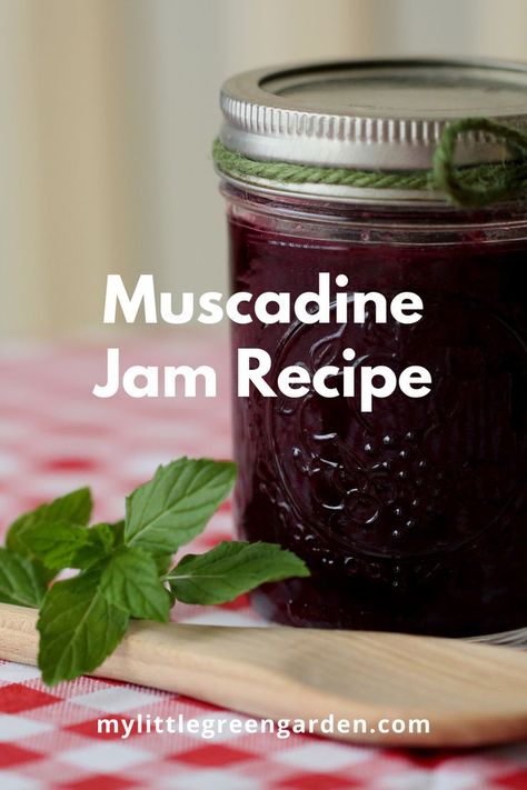 Muscadine Canning Recipes, Canning Muscadines, How To Make Muscadine Jelly, Muscadines Recipe, Muscadine Jelly Recipe Small Batch, Muscadine Jam Recipe, Muscadine Wine Recipes Homemade, Muscidime Jelly, Muscadine Preserves Recipe