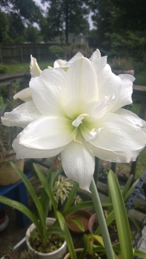 white double amaryllis 2015 White Amaryllis Aesthetic, Amaryllis Aesthetic, White Amaryllis, Onion Flower, Love Flowers, White Flowers, Cactus, Plants, Flowers