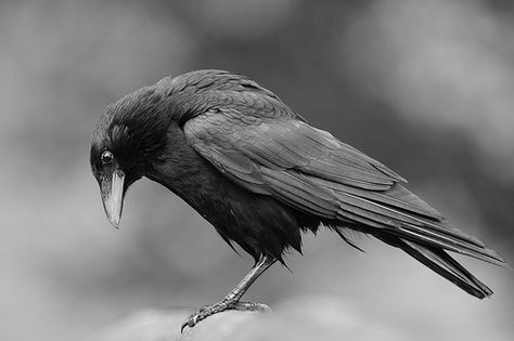 crow looking down Crow Pictures, Raven Bird, Crow Bird, Dark Wings, Crow Art, Jackdaw, Raven Art, Nice Pic, Crows Ravens