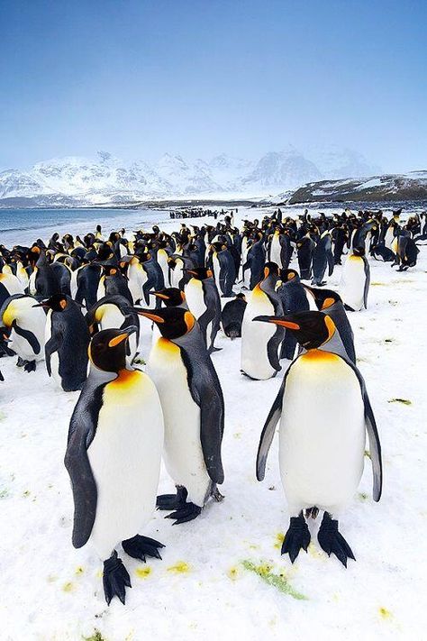 Kings Macaroni Penguin, March Of The Penguins, Galapagos Penguin, South Georgia Island, Penguin Tattoo, King Penguin, Penguin Love, Emperor Penguin, South Georgia