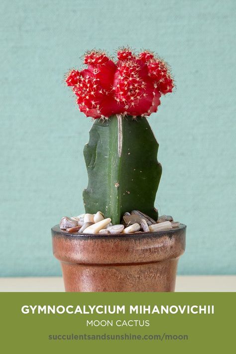 This cute “mutant” cactus is actually a combination of two cacti, typically Gymnocalycium (the sicon) and a rootstock cactus, such as Hylocereus. The term “moon cactus” typically refers to the yellow and orange varieties, however red varieties can be included.    #moon #gymnocalycium #mihanovichii #hylocereus #mooncactus #succulents #cacti  #succulentgarden #indoorsucculents #succulentsandsunshine #typesofsucculents via @succsandsun Cactus With Flowers, Cactus Varieties, Moon Cactus, Cactus Blossom, Optunia Cactus, Star Cactus, Grafted Cactus, Kinds Of Cactus, Gymnocalycium Mihanovichii