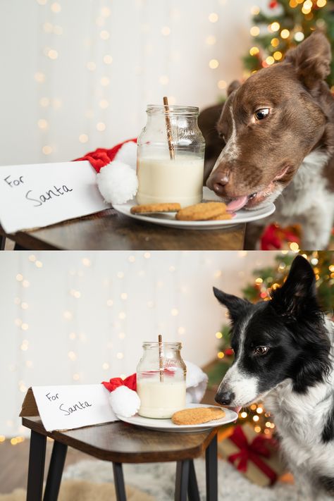 Christmas cookie, dog eats cookie, festive photography, pet photography, christmas card photo ideas, christmas photoshoot ideas with your dogs. Christmas Photos For Dogs, Christmas Photo With Dog Single, Christmas Card Pet Photo Ideas, Christmas Foto Idea, Christmas Photoshoot With Dog Picture Ideas, Fun Christmas Card Photo Ideas With Dog, Kid And Dog Christmas Picture Ideas, Cute Dog Christmas Photos, Family Christmas Pictures With Pets