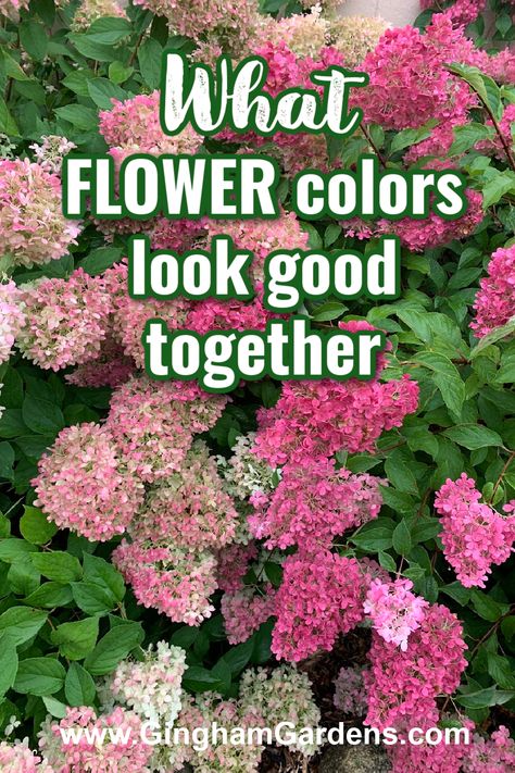 Garden Flower Combinations, Colorful Flower Bed Ideas, Flowers That Look Good Together, Best Flower Color Combinations, Garden Flower Colour Schemes, Garden Color Scheme Colour Palettes, Garden Flower Borders, Floral Color Combinations, Red And Purple Flowers Gardens