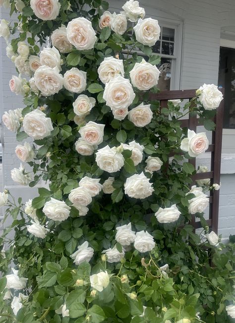 Roses On Trellis, White Climbing Roses, Collection Board, Food Plot, Climbing Flowers, Art Life, Climbing Roses, Dream Garden, Life Art