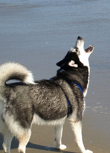 Howling Husky by petrarcalisa, via Flickr Husky Howling, Malamute Husky, Husky Owner, Dog Medicine, Dog Shelter, Husky Funny, Husky Lover, My Husky, Siberian Huskies