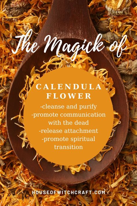 Calendula Flower Magical Properties, Flowers Magical Properties, Calendula Spell Uses, Calendula Witchcraft, Calendula Properties, Calendula Magical Properties, Calendula Flower Aesthetic, Calendula Magic, Witch Correspondence