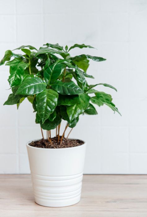 Growing Coffee, Coffea Arabica, Coffee Tree, Uses For Coffee Grounds, Coffee Plant, Green Coffee Bean, Liquid Fertilizer, Peat Moss, Plant Lighting