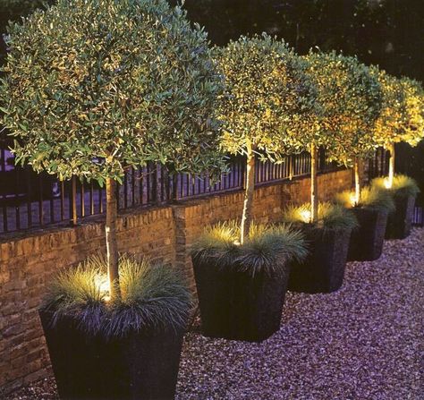 Landscape lighting in planters.. Love this!!! Garden Lighting Design, Courtyard Design, Flower Mirror, Front Yard Design, Night Garden, Have Inspiration, Garden Pictures, The Secret Garden, Container Garden