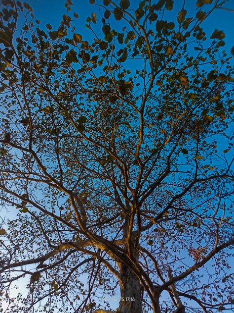 Afternoon Photography, Chittagong Bangladesh, Banyan Tree, Tree Photography, Blue Sky, Nature Photography, Abstract Artwork, Photography, Blue