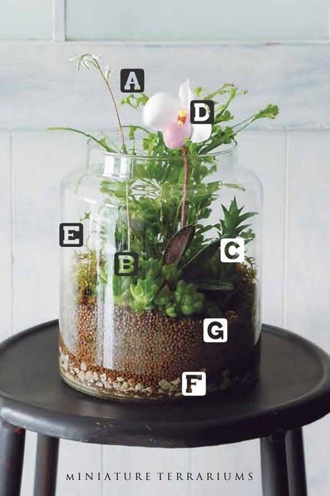 Make a Miniature Wetland Terrarium - Here are the plants and supplies you need to make this wonderful indoor container garden. #containergarden #terrariums  #empressofdirt Indoor Container Garden, Gemüseanbau In Kübeln, Orchid Terrarium, Growing Food Indoors, Mini Orquideas, Terrarium Jar, Plants In Jars, Tattoo Plant, Garden Paradise