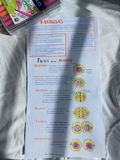 Mitosis Notes, Human Body Science Projects, Essay On Education, Medicine Notes, Dentistry Student, Study Biology, Nurse Study Notes, Study Tips For Students, Medical Student Study