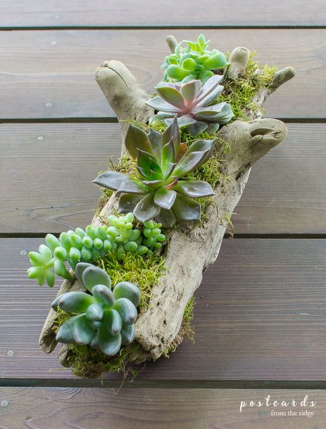 Multiplier Des Plantes Grasses, Garden Container Ideas, Driftwood Planters, Wood Succulent Planter, Succulent Planter Diy, Succulent Landscape Design, Garden Container, Succulent Garden Design, Succulent Landscaping