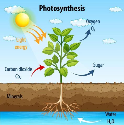 Diagram showing process of photosynthesis in plant Process Of Photosynthesis, Photosynthesis Activities, Science Diagrams, Science Drawing, Carbon Cycle, Chemical Energy, Plant Activities, Plant Vector, Plant Cell