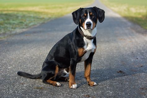 Logo Commission, Dogs Sitting, Entlebucher Mountain Dog, Every Dog Breed, Akc Breeds, Sitting Dog, Swiss Mountain Dogs, Dog Information, Animal References