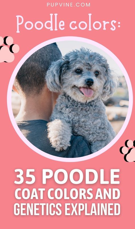 Poodle Colors, Phantom Poodle, Grey Poodle, Silver Poodle, Parti Poodle, Red Poodles, Blue Merle, Poodle Puppy, Standard Poodle