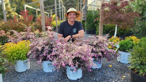 Jazz Hands Loropetalum, Sunshine Ligustrum, Landscape Ideas Front Yard Curb Appeal, Proven Winners, Front Landscaping, Ornamental Plants, Flowering Shrubs, Plant Combinations, Front Yard Landscaping