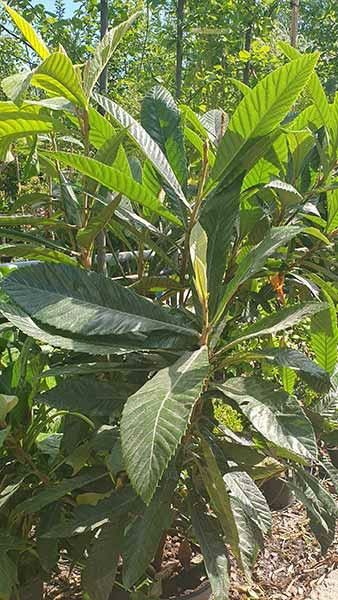 Loquat Tree, Scented Flowers, Mediterranean Plants, River Bank, Evergreen Shrubs, Plant Sale, Trees And Shrubs, Plant Leaves, Fruit