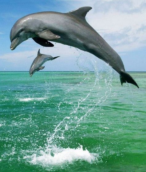 Dolphins jumping image via Selene on Facebook Baby Dolphins, Sea Mammal, Bottlenose Dolphin, Animals Amazing, Water Animals, Iphone Screen, Ocean Creatures, Weird Animals, Sea Animals