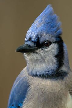 Arrendajo azul Vogel Gif, Pure Instinct, Bohemian Waxwing, Blue Jay Bird, What Is A Bird, Bird Carving, Jay Bird, Bird Pictures, Bird Drawings