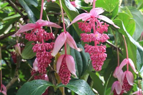 Medinilla magnifica (Rose Grape) Rose Grape Plant, Magnolia Rosy Pink, Evergreen Garden, Cascading Flowers, Plant Pests, Plant Problems, Planting Shrubs, Plant Diseases, Garden Types