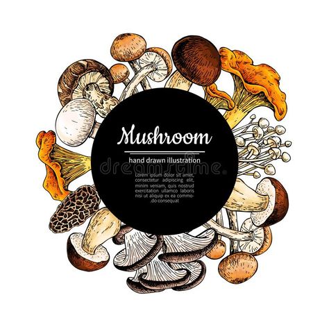 Drawing Forest, Mushroom Prints, Botany Illustration, Mushroom Identification, Mushroom Drawing, Drawing Template, Vector Frame, Edible Food, Mushroom Design