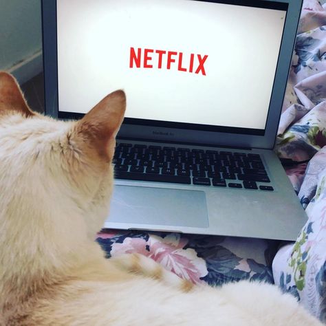 My cat and I often watch movies together. Cats Watching Movie, Cat Watching Movie, Cat Camera, Cat Napping, December 01, Animal Spirit Guides, Cat Images, 3 Cats, Cat Watch