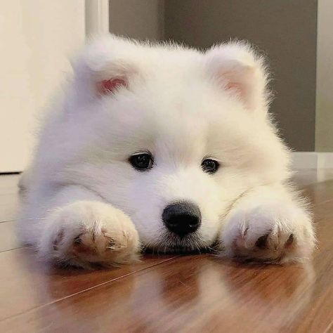 Pomsky Dog, Samoyed Puppy, Samoyed Dogs, Dog Icon, Very Cute Dogs, Fluffy Dogs, Fluffy Animals, Cute Cats And Dogs, Little Dogs