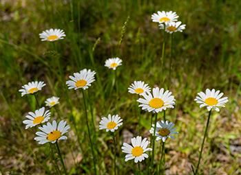 Feverfew - The Lost Herbs Perennial Shrubs, Healing Plants, Wild Edibles, Perennials, Bears, Herbs, Healing, Lost, Plants