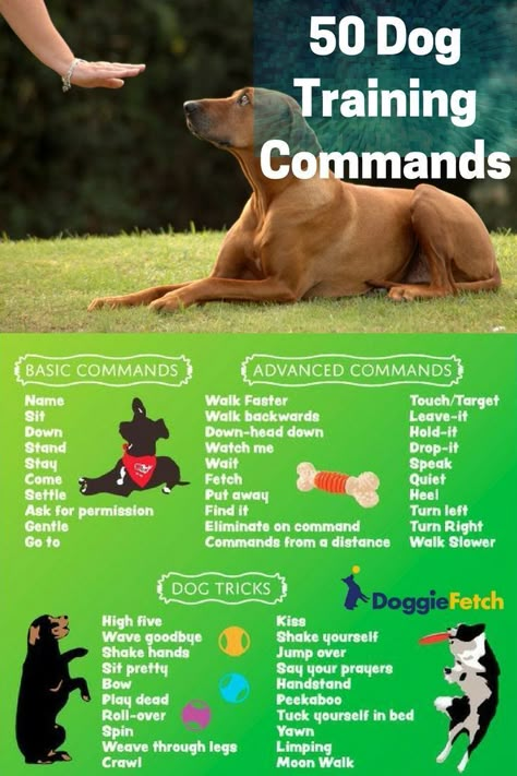 Having a trained #dog isn�t the same as having a balanced dog, but if your dog knows a few basic #commands, it can be helpful when tackling problem behaviors � existing ones or those that may develop in the future. Puppies Tips, Cesar Millan, Puppy Training Tips, Dog Hacks, Dog Care Tips, Summer Dog, Training Your Puppy, Dog Obedience, Dog Training Obedience