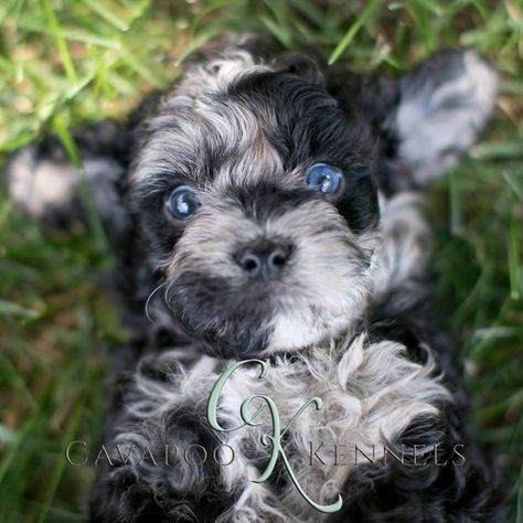 BLUE MERLE CAVAPOO Merle Cavapoo, Cavapoo Puppies, Dog Grooming Business, Cute Baby Dogs, Blue Merle, Teacup Puppies, Kittens And Puppies, Baby Puppies, Baby Dogs