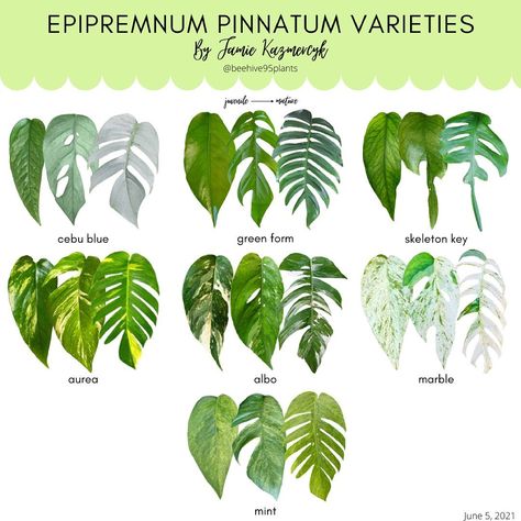 Jamie on Instagram: “Epipremnum Pinnatum Varieties 💚 Now someone discover two more so I can fill in the empty spaces 😅 #bh95plantcharts” Plant Leaf Identification, Cebu Blue, Leaf Identification, Epipremnum Aureum, Epipremnum Pinnatum, Inside Garden, Plant Varieties, Inside Plants, Pothos Plant