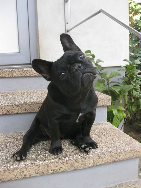 http://ingrus.net/frbull/en/details.php?id=96319 Black Puppies, French Bulldog Black, Baby Bulldogs, Black French Bulldog, Black French Bulldogs, Bulldog Francese, Baby Pugs, Francia Bulldog, Dog Grooming Business