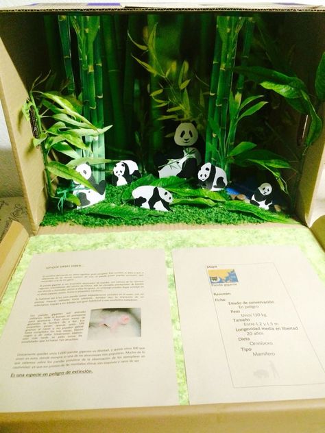 Panda Diorama, Panda Project, Habitat Diorama, Panda Habitat, Habitat Activities, Diorama Kids, Ecosystems Projects, Science Display, Bear Habitat